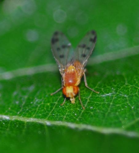 Homoneura sp.